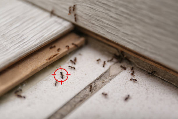 Spider Control Near Me in Oxford, MI